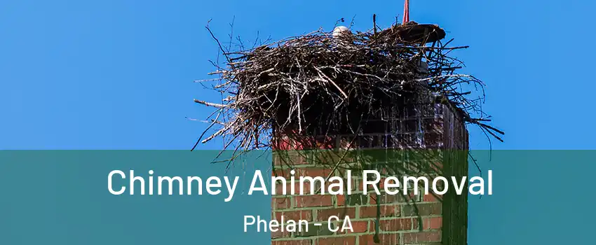  Chimney Animal Removal Phelan - CA