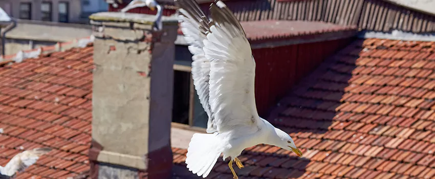 Residential Chimney Animal Removal Solution in Phelan, CA