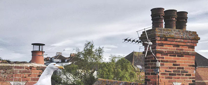 Chimney Cleaning And Restoration in Phelan, California